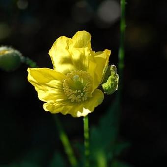 Meconopsis cambrica