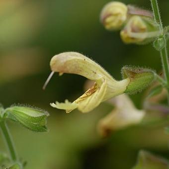 Salvia glutinosa