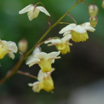 Epimedium x versicolor  'Sulphureum'