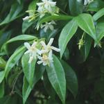 Trachelospermum jasminoides - Toscaanse Jasmijn,Sterjasmijn - Trachelospermum jasminoides