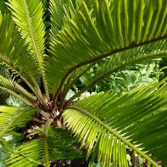 Cycas revoluta