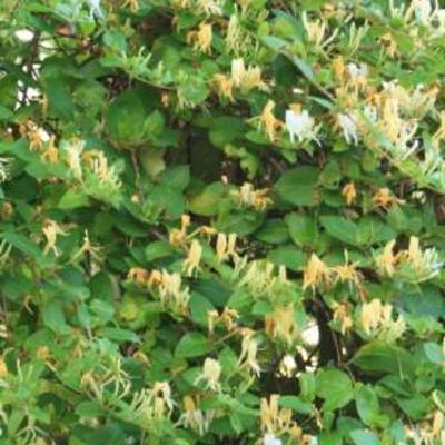 Japanse kamperfoelie - Lonicera japonica 'Halliana'