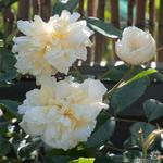 Rosa 'Alberic Barbier' - Roos, Klimroos