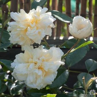 Rosa 'Alberic Barbier'