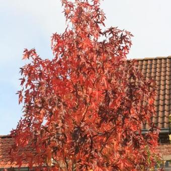 Liquidambar styraciflua