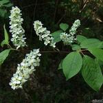 Prunus padus - Gewone vogelkers, Europese vogelkers