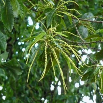 Castanea sativa