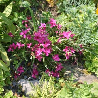 Rhodohypoxis baurii