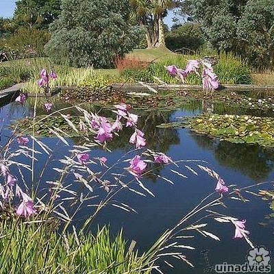 Engelenhengel - Dierama pulcherrimum