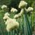 Allium fistulosum