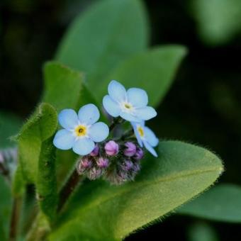 Myosotis alpestris