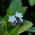 Myosotis alpestris