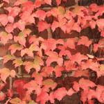 Parthenocissus tricuspidata 'Veitchii' - Wilde wingerd