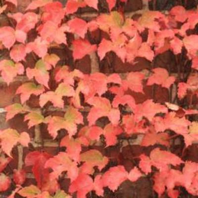 Parthenocissus tricuspidata 'Veitchii' - Wilde wingerd