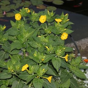 Mirabilis jalapa