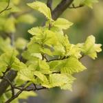 Ulmus x hollandica 'Wredei' - Gele olm, Goudiep