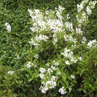 Deutzia gracilis