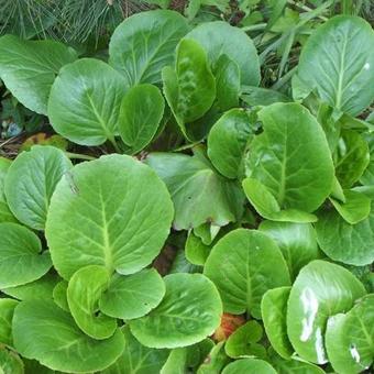 Bergenia hybride