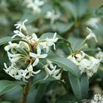 Osmanthus burkwoodii - Schijnhulst - Osmanthus burkwoodii