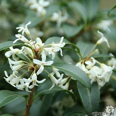 Osmanthus burkwoodii - Schijnhulst