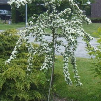 Crataegus laevigata