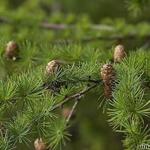 Larix decidua - Europese lork