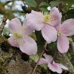 Clematis montana 'Mayleen' - Bosrank