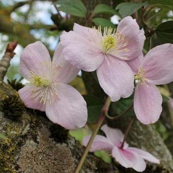 Clematis montana 'Mayleen'