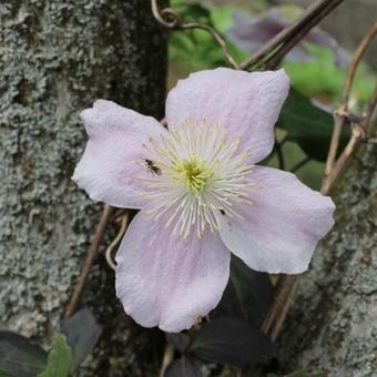 Clematis montana 'Mayleen'