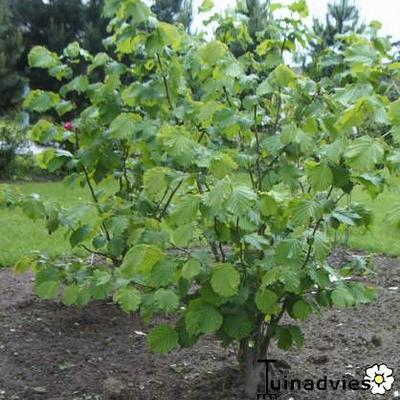 Corylus avellana - Hazelaar, Hazelnoot