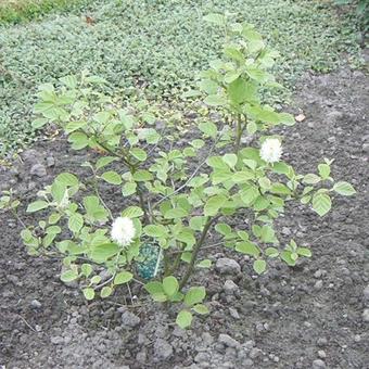 Fothergilla