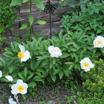 Paeonia lactiflora 'Jan van Leeuwen'