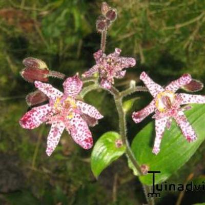 Paddenlelie / armeluisorchidee - Tricyrtis hirta