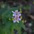 Tricyrtis hirta