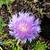 Stokesia laevis