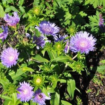 Stokesia laevis