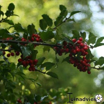 Ilex aquifolium - Hulst