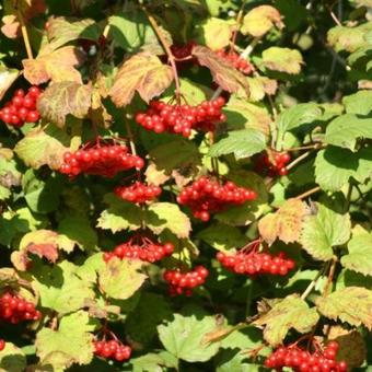 Viburnum opulus