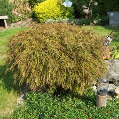 Acer palmatum - Japanse esdoorn