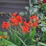 Crocosmia hybride - Montbretia