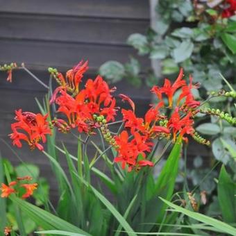 Crocosmia hybride