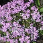 Phlox subulata - Kruipphlox