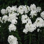 Phlox paniculata 'PEACOCK White' - Vlambloem, Floks