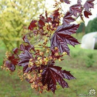 Acer platanoides 'Crimson King'