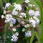 Heptacodium miconioides - Zevenzonenboom