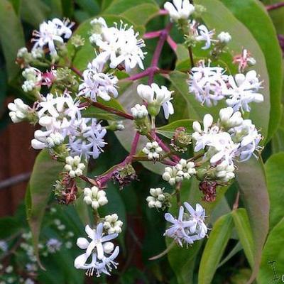 Heptacodium miconioides - Zevenzonenboom