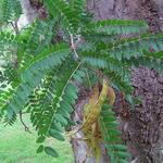 Gleditsia  triacanthos - Valse Christusdoorn