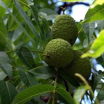 Juglans nigra