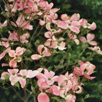 Cornus florida 'Cherokee Chief'