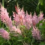 Astilbe x arendsii - Pluimspirea